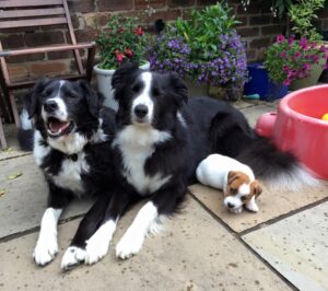 13516394_1153155421402594_8597871273915243913_n