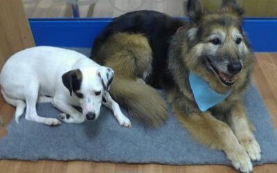 Keeping Your Old Dog Younger For Longer.