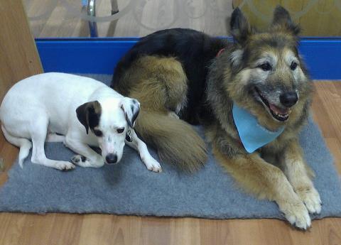 Keeping Your Old Dog Younger For Longer.