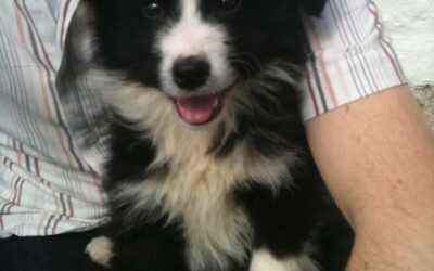 Puppy Priorities Week 1