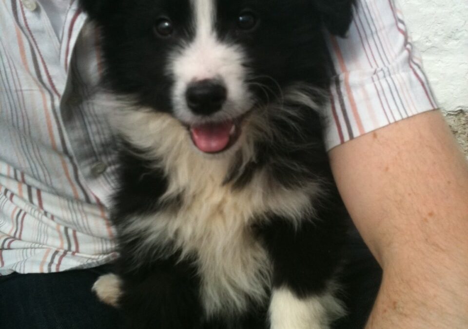 Puppy Priorities Week 1