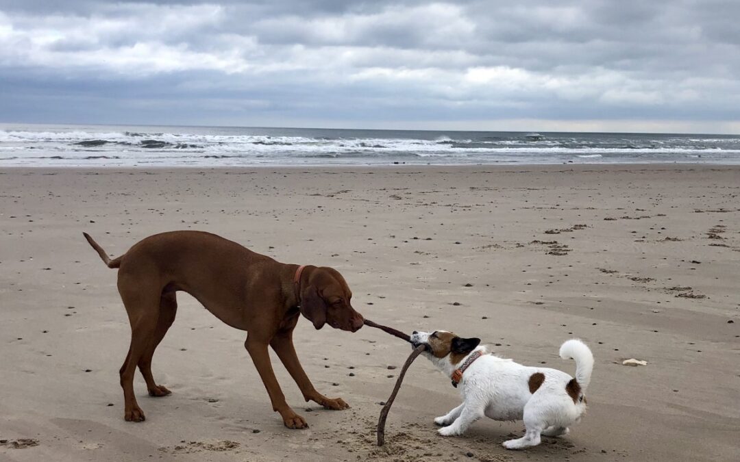 Good Dog Socialisation in Adolescence. What does it actually look like?