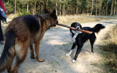 To Tug or Not to Tug? Safe & Fun Play