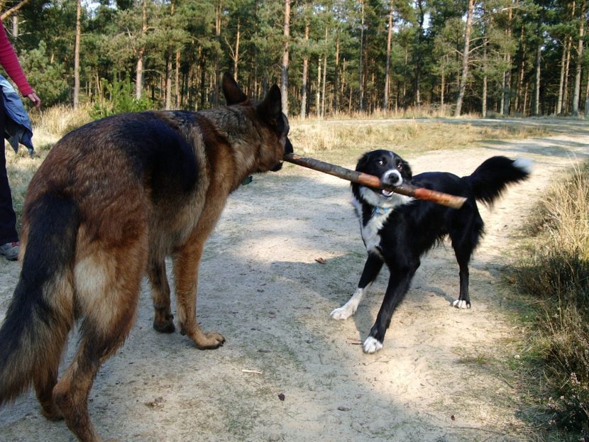 To Tug or Not to Tug? Safe & Fun Play