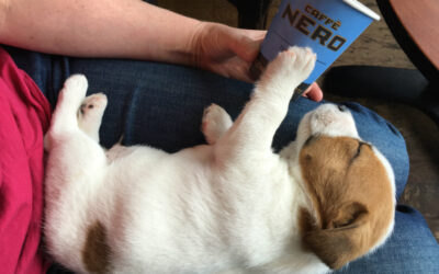 Dog Tired? When Exercise Wakes him Up Rather than Tires Him Out!