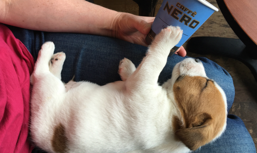 Dog Tired? When Exercise Wakes him Up Rather than Tires Him Out!