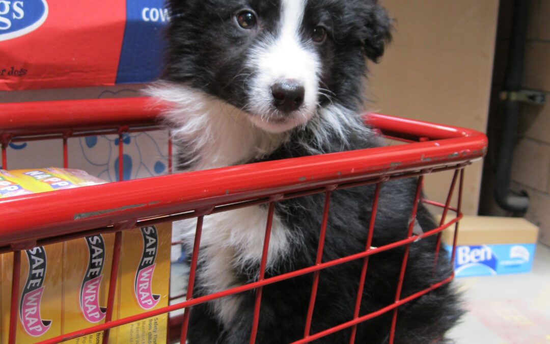 Vaccinate your dogs against life!