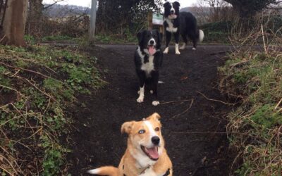 Tribute to a Dog Training Class