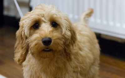 Jellybean Week 6. Training Foundations for ‘On Your Bed’.