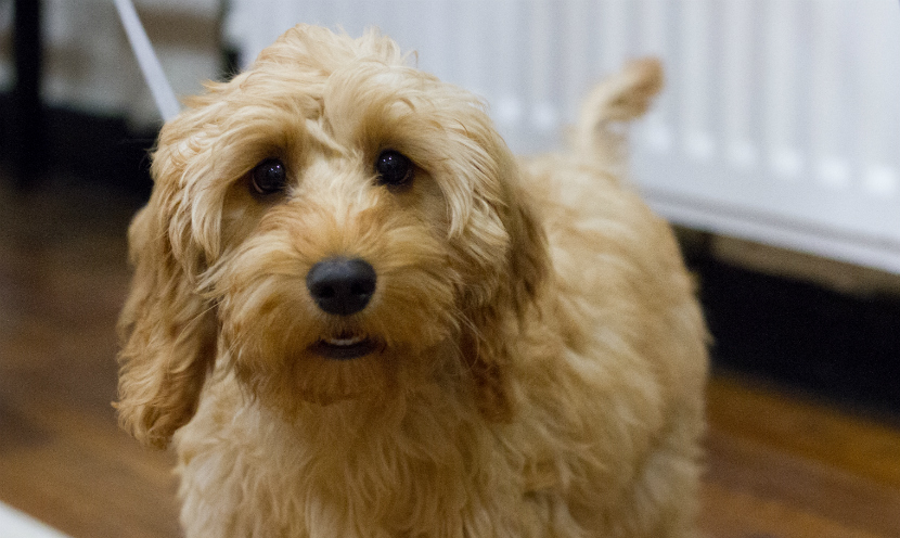 Jellybean Week 6. Training Foundations for ‘On Your Bed’.