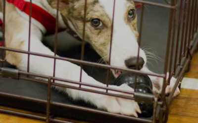 Confessions of a Dog Trainer. Part 4: I Leave my Dogs Alone!