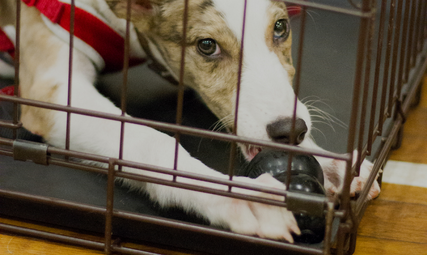 Confessions of a Dog Trainer. Part 4: I Leave my Dogs Alone!