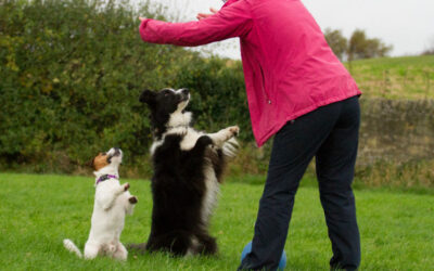 Confessions of a Dog Trainer. Part 3:  Front Door Shenanigans
