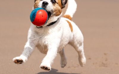 Fun Retrieve Ideas to Game-Up Your Dog’s Play!