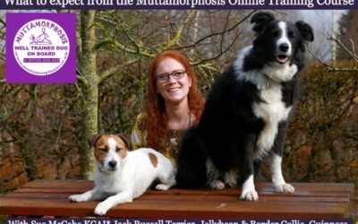 What to Expect from Online Training