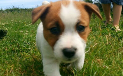 Jellybean Week 5. Foundations for Forming Good Habits Not Bad