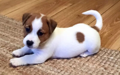 5 Ways My Puppy Reminds me of a Toddler