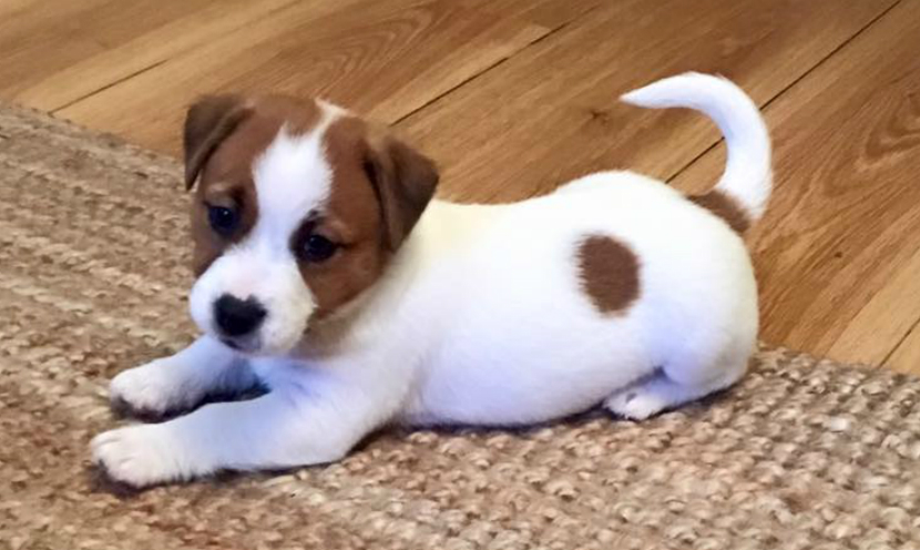 5 Ways My Puppy Reminds me of a Toddler