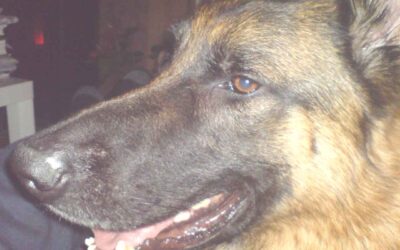 You owe this to your dog…