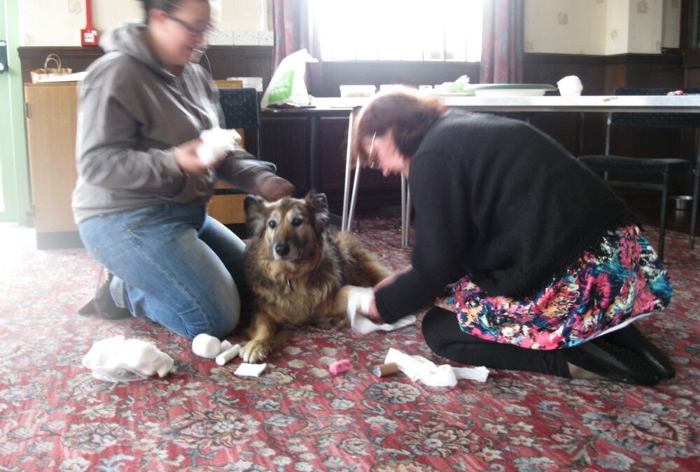 Muttamorphosis First Aid Course for Pet Dog Owners!