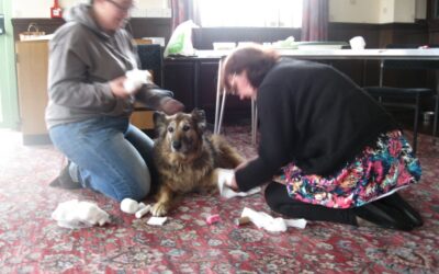 Muttamorphosis First Aid Course for Pet Dog Owners!