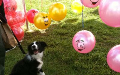 Puppy Priorities: Month 1-2