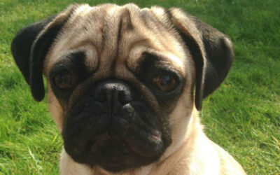 Jellybean Week 4 Training Foundations for Eye Contact