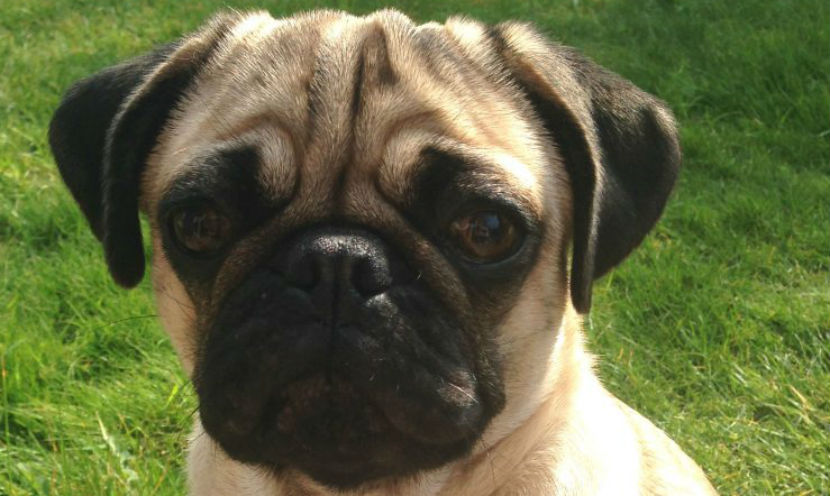 Jellybean Week 4 Training Foundations for Eye Contact