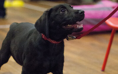 Jellybean Week 3. Training Foundation for Sit & Down Stay.