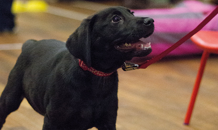 Jellybean Week 3. Training Foundation for Sit & Down Stay.