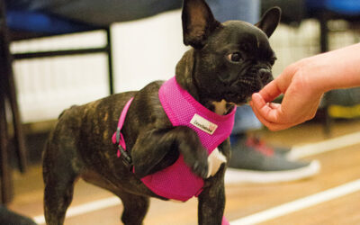 Dispelling the Myths. Tuggy, Retrieve & Safe Play.