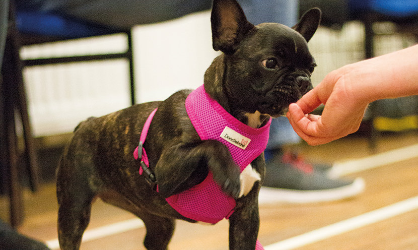 Dispelling the Myths. Tuggy, Retrieve & Safe Play.