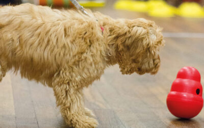 Crufts 2017: What’s New in Dog Products?