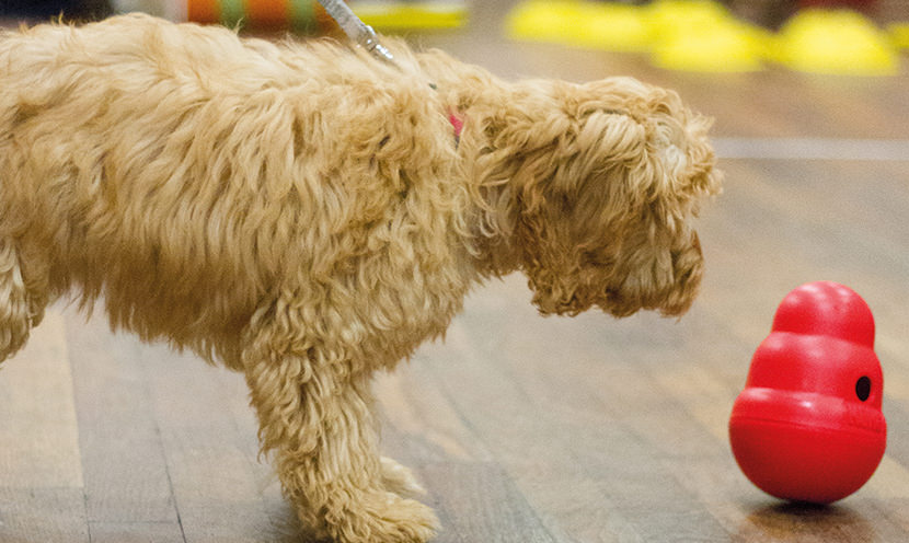 Crufts 2017: What’s New in Dog Products?