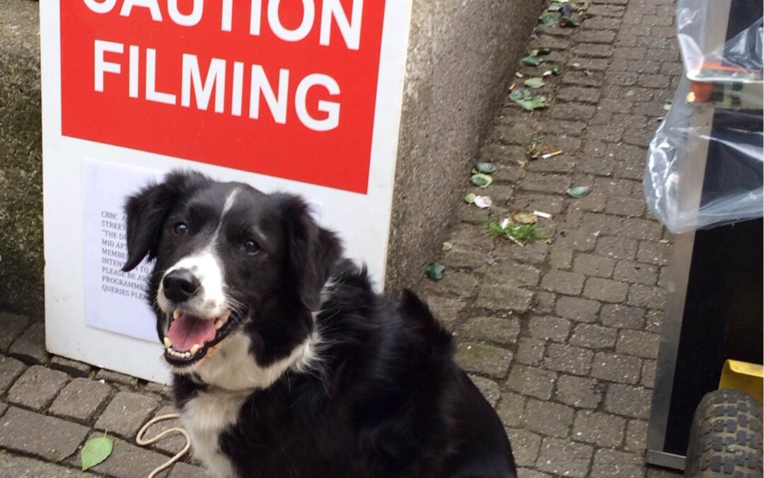 Muttamorphosis trained dog Sage lands role in CBBC kids drama The Dumping Ground.
