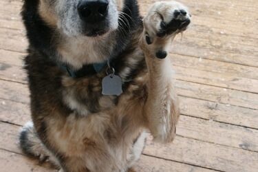 If You’re Happy & You Know it Wag Your Tail.