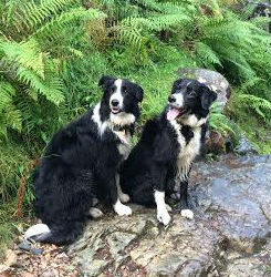 Is there ever a good time to get a dog?