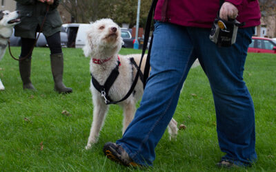 Jellybean Week 2. Training Foundations for Loose Leash