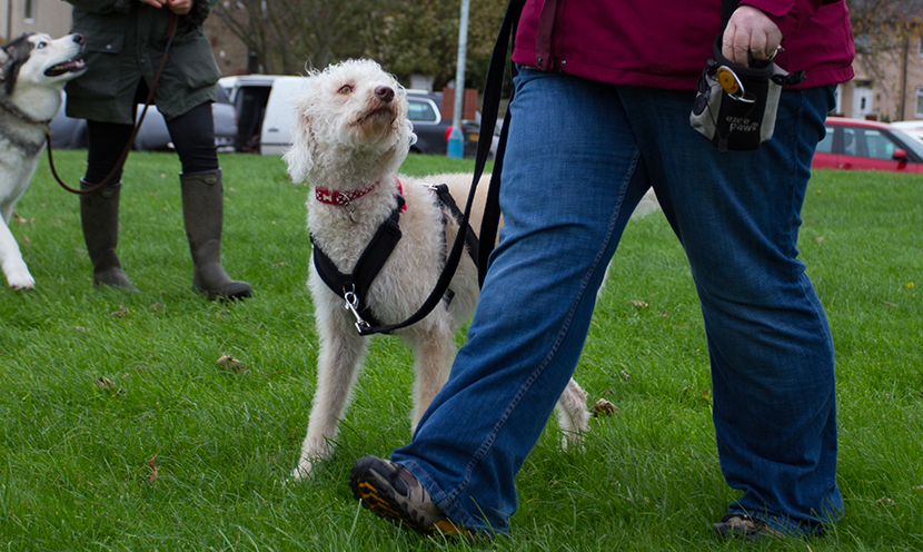 Jellybean Week 2. Training Foundations for Loose Leash