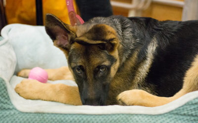 Confessions of a Dog Trainer. Part 2: Sleeping on the Bed!
