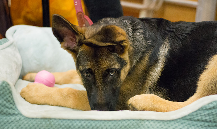 Confessions of a Dog Trainer. Part 2: Sleeping on the Bed!