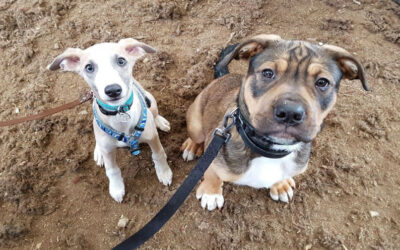 How Long Does it Take to Train a Dog?