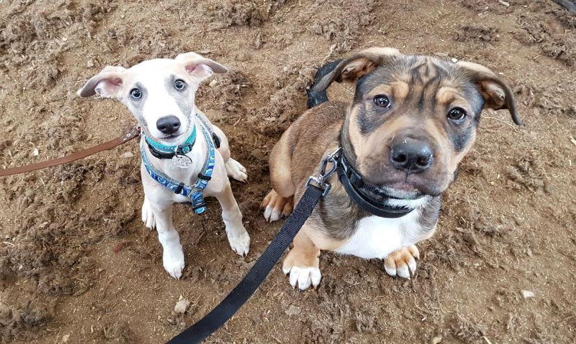 How Long Does it Take to Train a Dog?